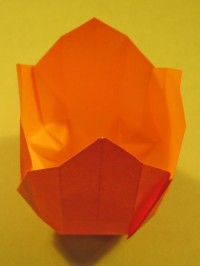 tulip foldes, 14