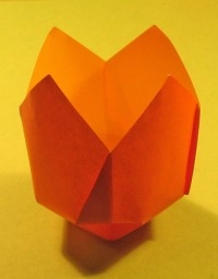tulipan foldes, 32