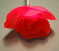 rose foldes, 11b