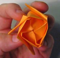 rose foldes, 35