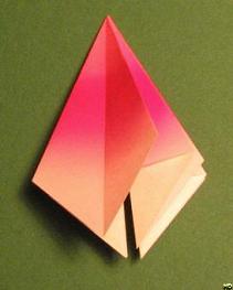 Sharonfrugt foldes, 17