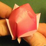 Sharonfrugt foldes, 44