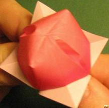 Sharonfrugt foldes, 46