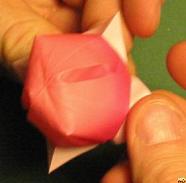 Sharonfrugt foldes, 50