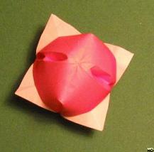 Sharonfrugt foldes, 51